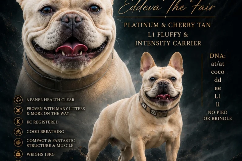 French Bulldog