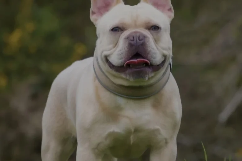 French Bulldog