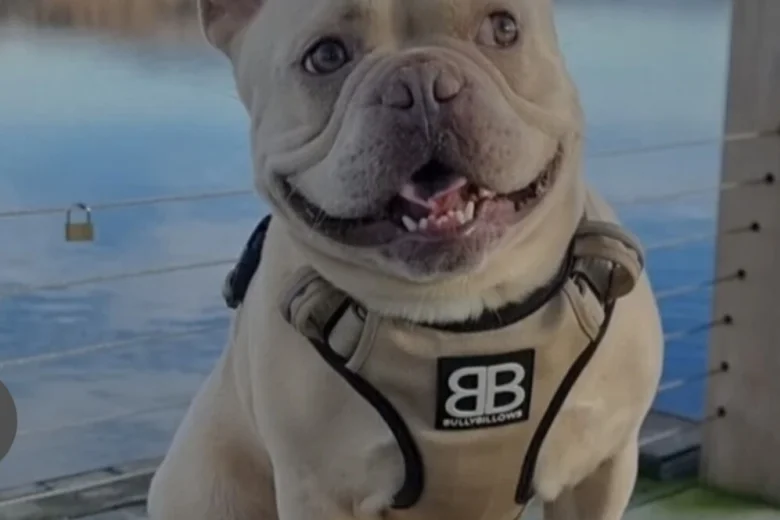 French Bulldog