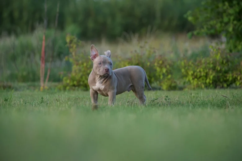 American Bulldog