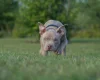 American Bulldog