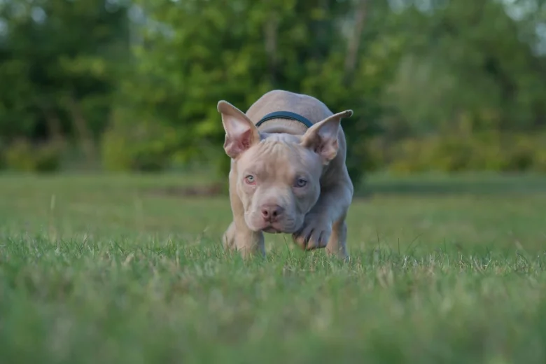 American Bulldog