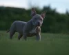 American Bulldog