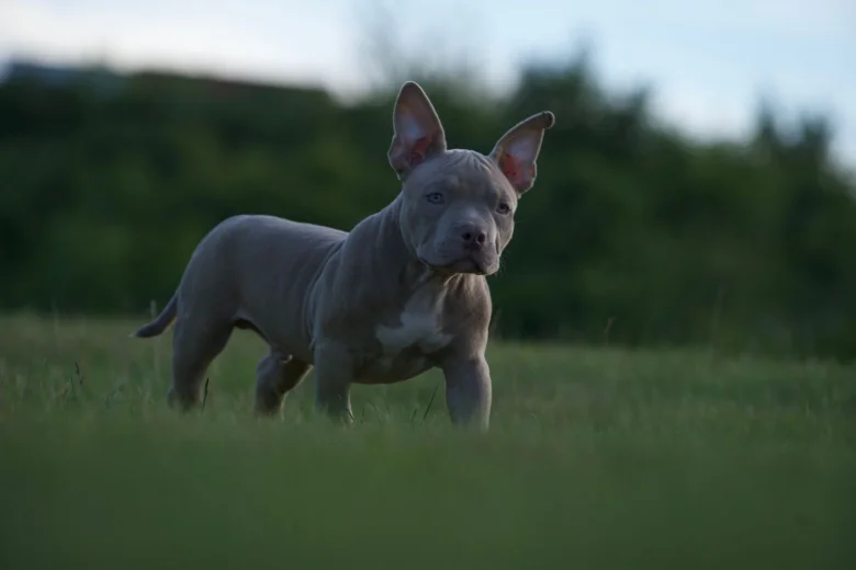 American Bulldog
