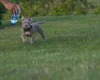 American Bulldog