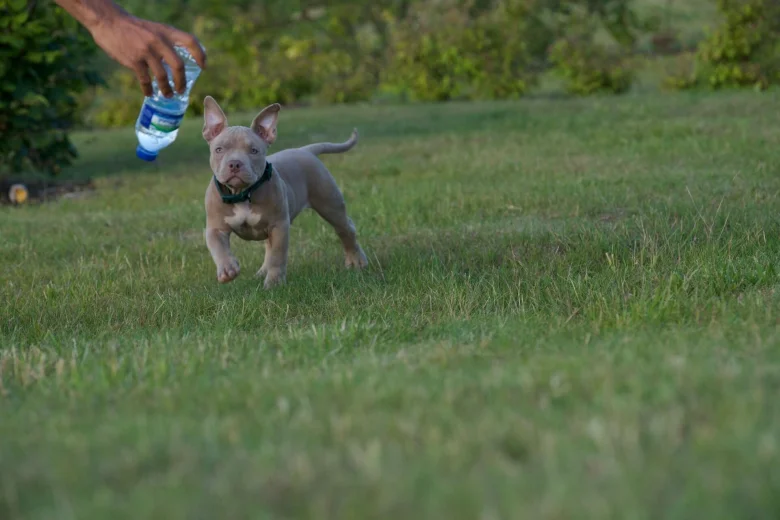 American Bulldog