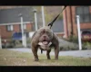 American Bulldog