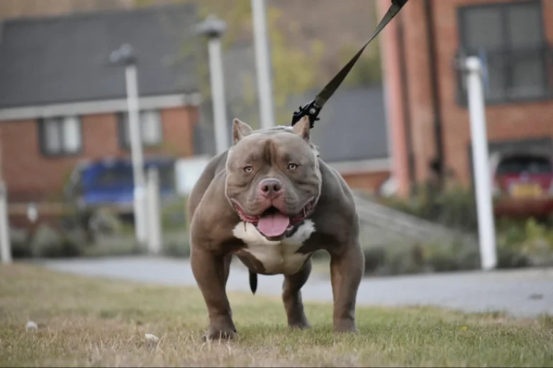 American Bulldog