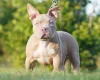 American Bulldog