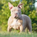 American Bulldog