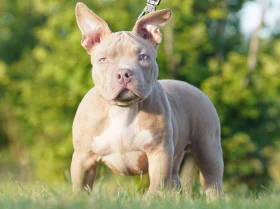 American Bulldog