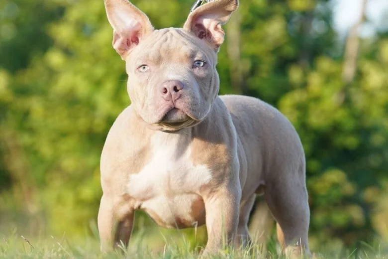 American Bulldog