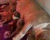 American Bulldog