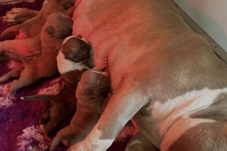 American Bulldog