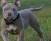 American Bulldog