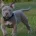 American Bulldog