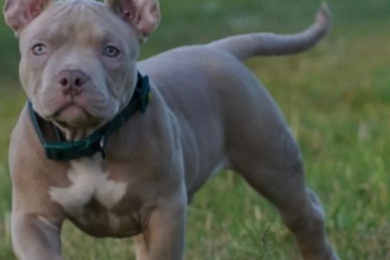 American Bulldog