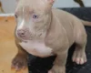 American Bulldog