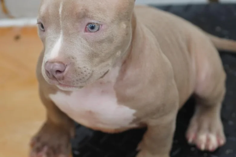 American Bulldog