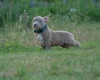 American Bulldog