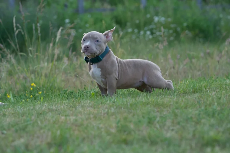 American Bulldog