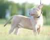 American Bulldog
