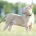 American Bulldog