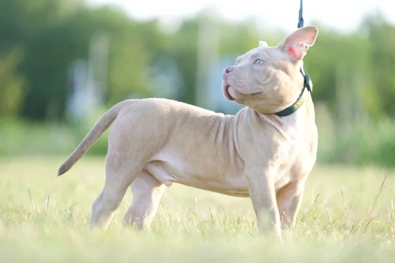 American Bulldog