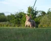 American Bulldog