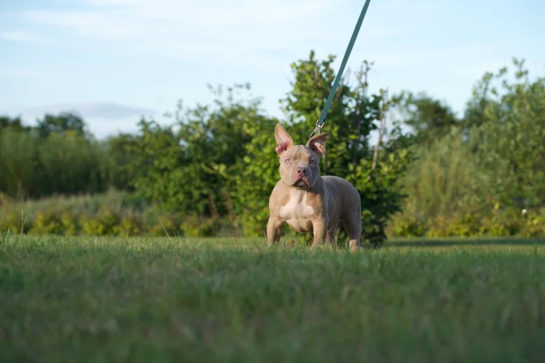 American Bulldog
