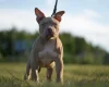 American Bulldog