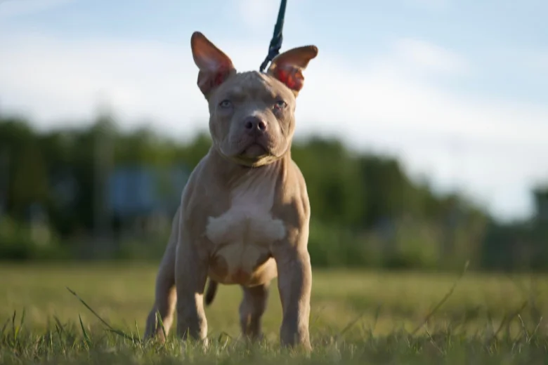 American Bulldog