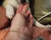 Pomchi