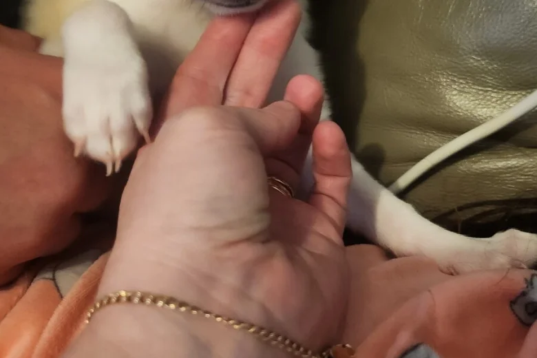 Pomchi
