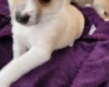 Pomchi