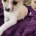Pomchi