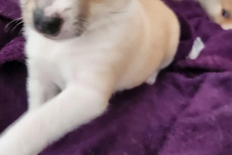 Pomchi