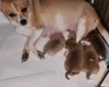 Pomchi