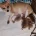 Pomchi