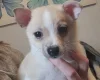 Pomchi