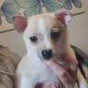 Pomchi