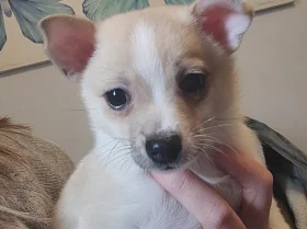 Pomchi