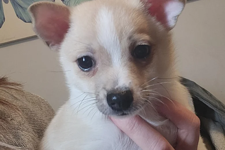 Pomchi