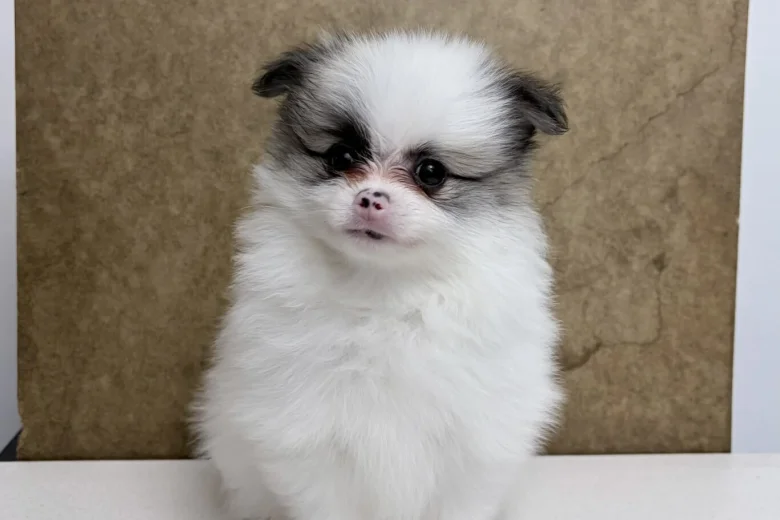 Pomeranian