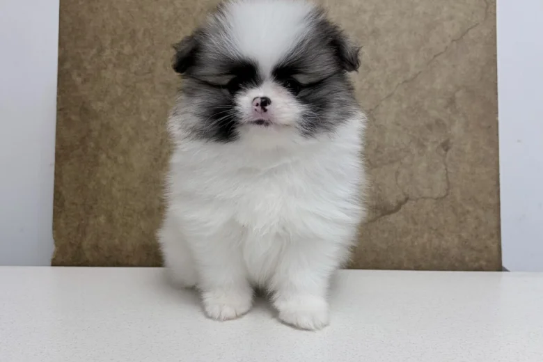 Pomeranian