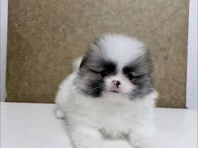 Pomeranian