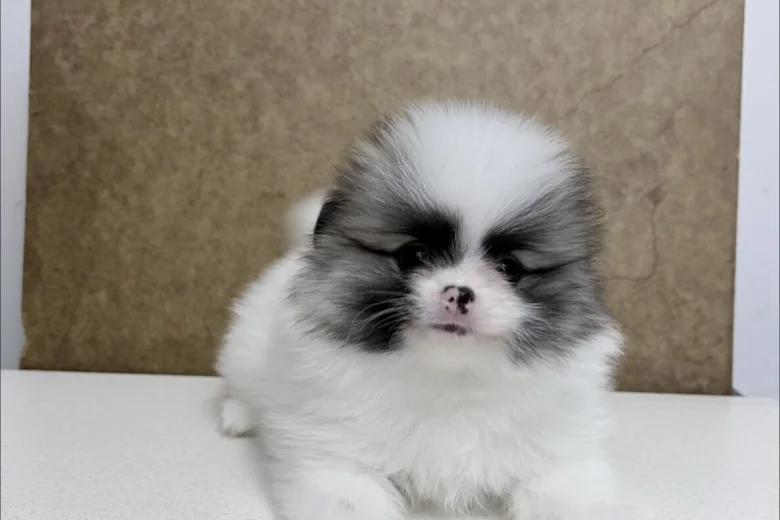Pomeranian
