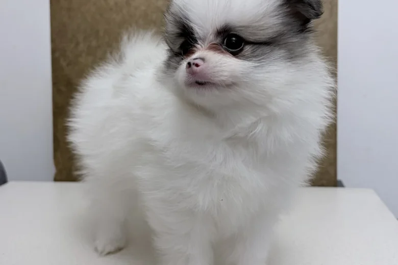 Pomeranian