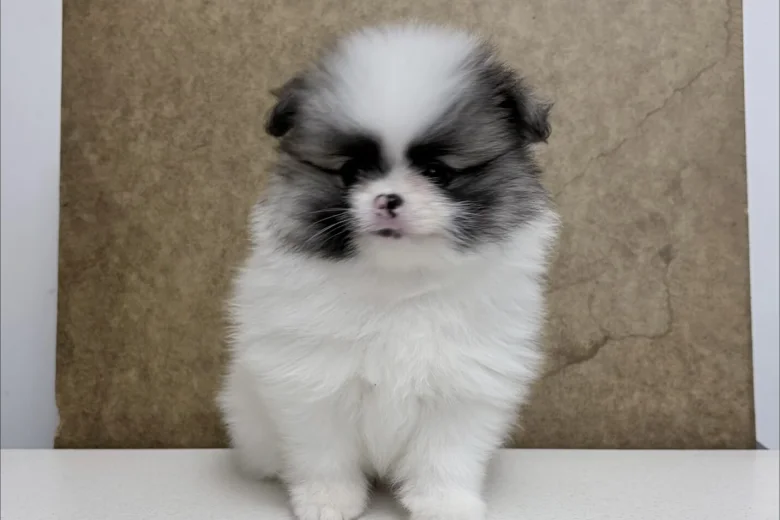 Pomeranian