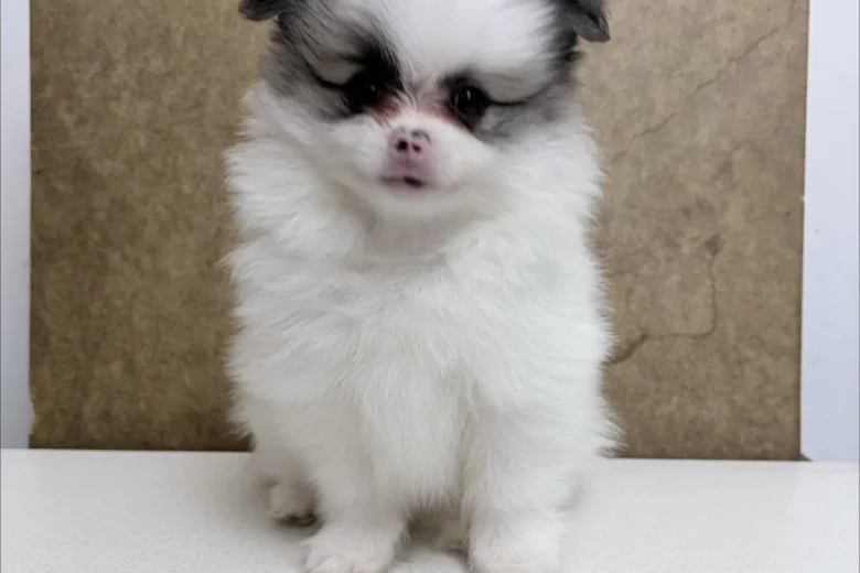 Pomeranian